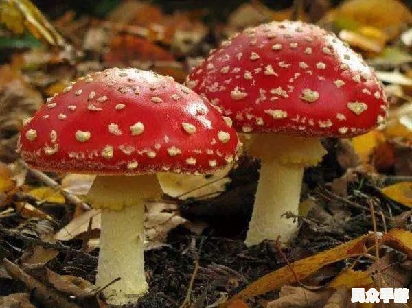 深入解析热门游戏《幻境传说》：玩法、角色与剧情全揭秘